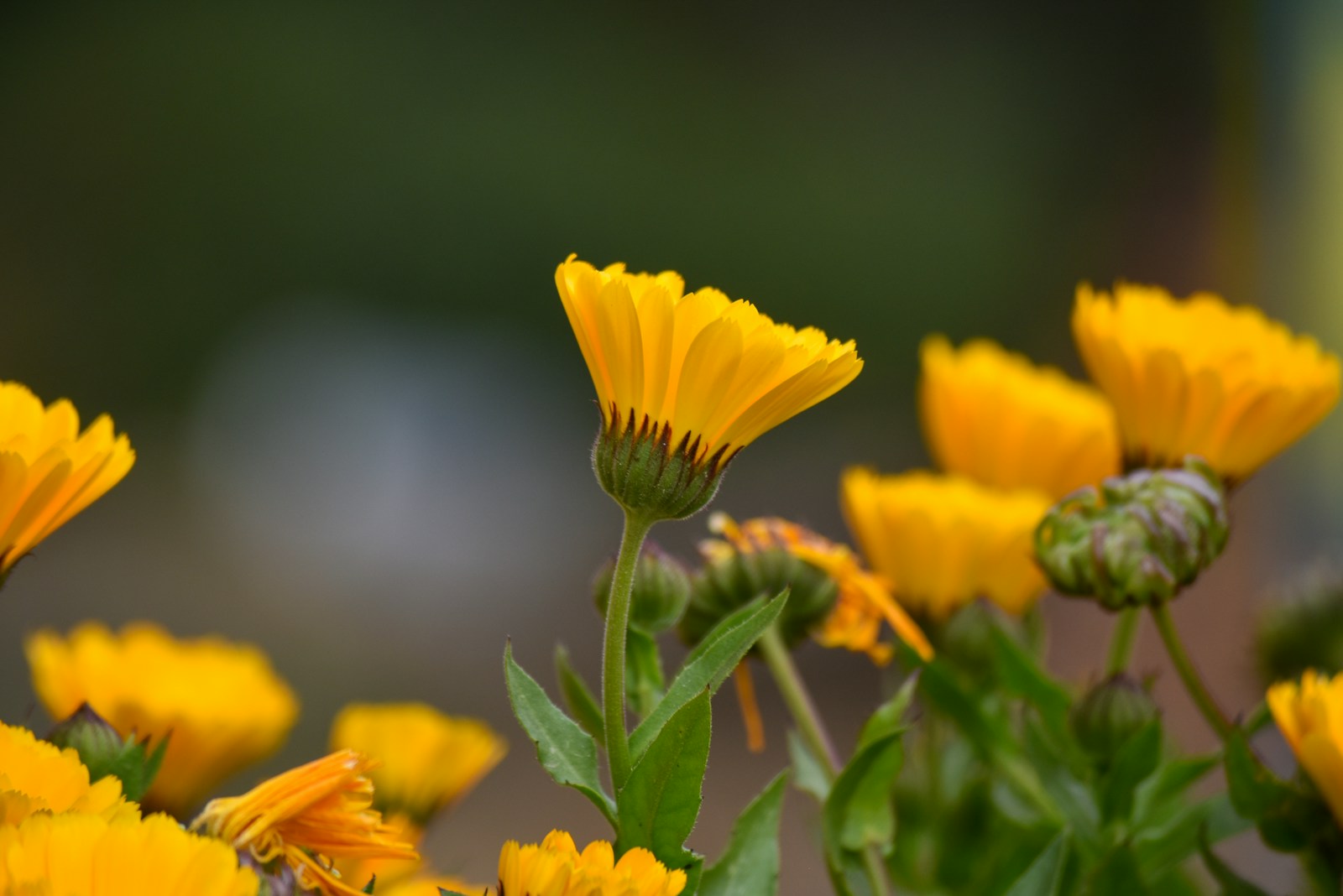 Goudsbloem zaaien