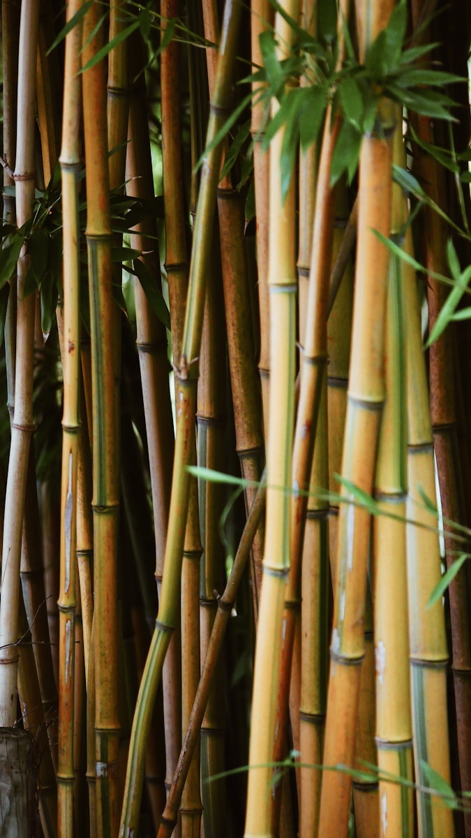 Waarom moestuinbakken van bamboe