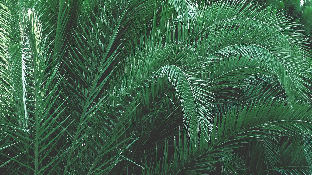 Palmboom snoeien