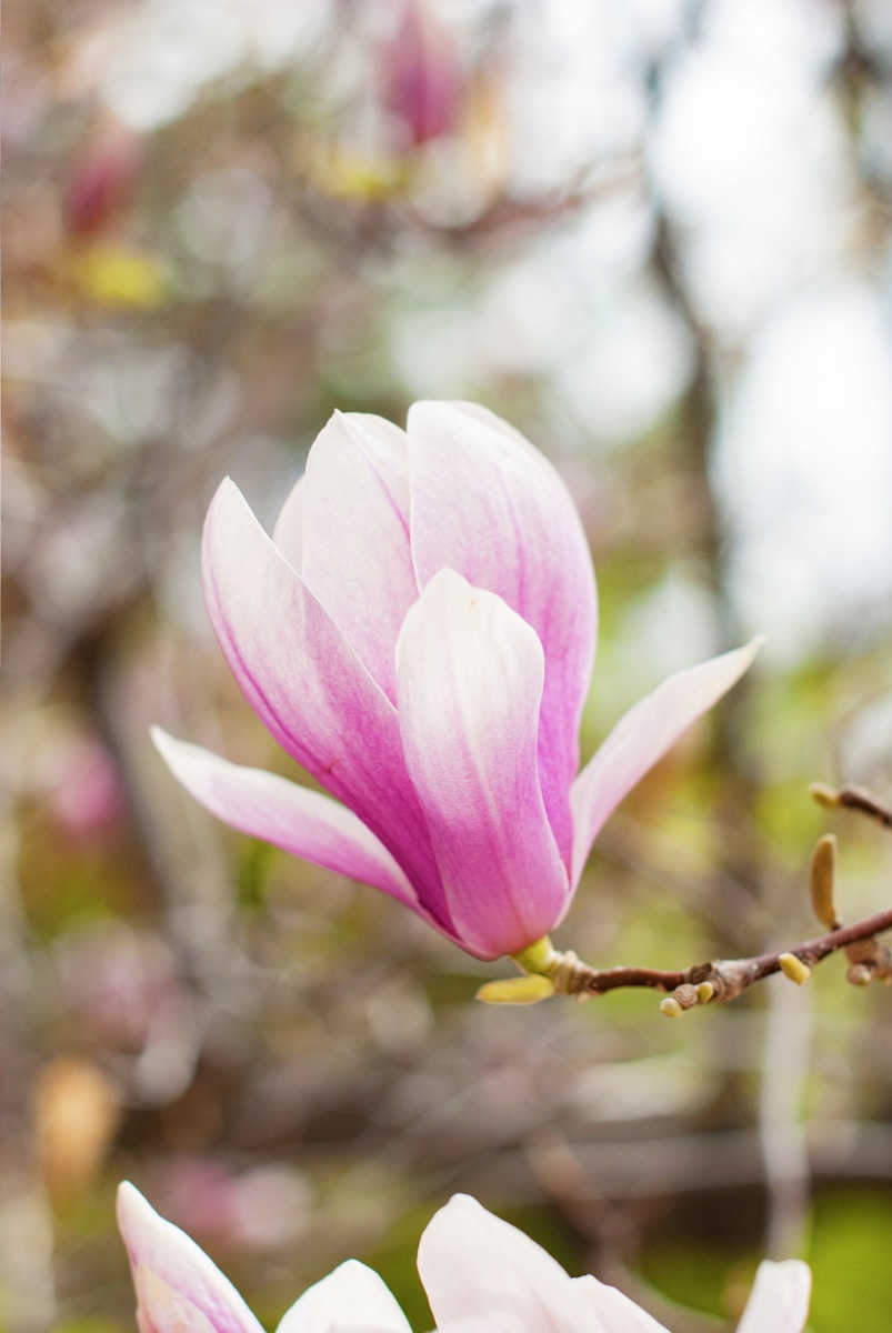 Tulpenboom snoeien