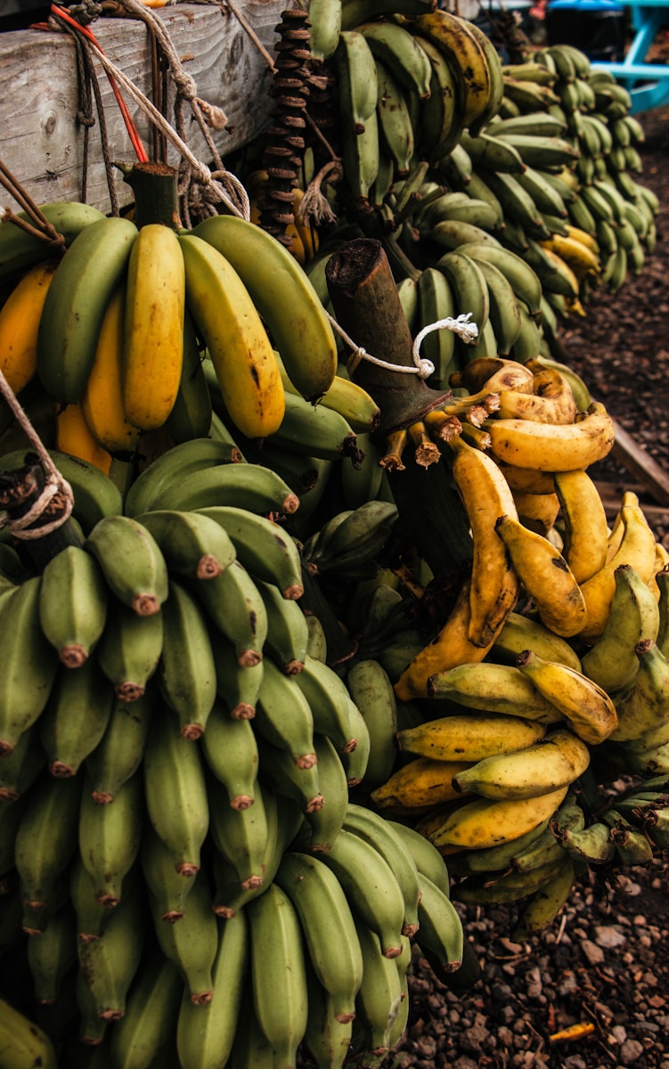 Bananen plant