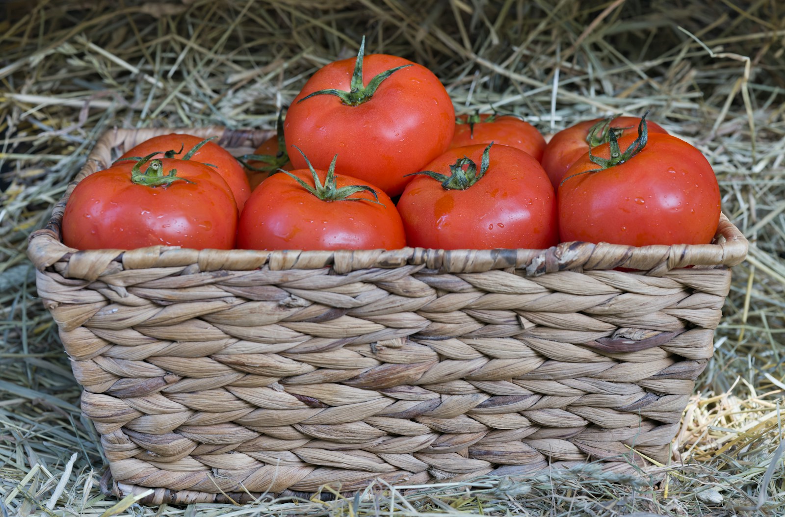 Tomatenplant kweken