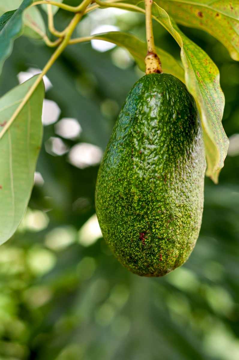 Avocado boom